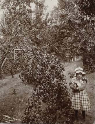Peaches